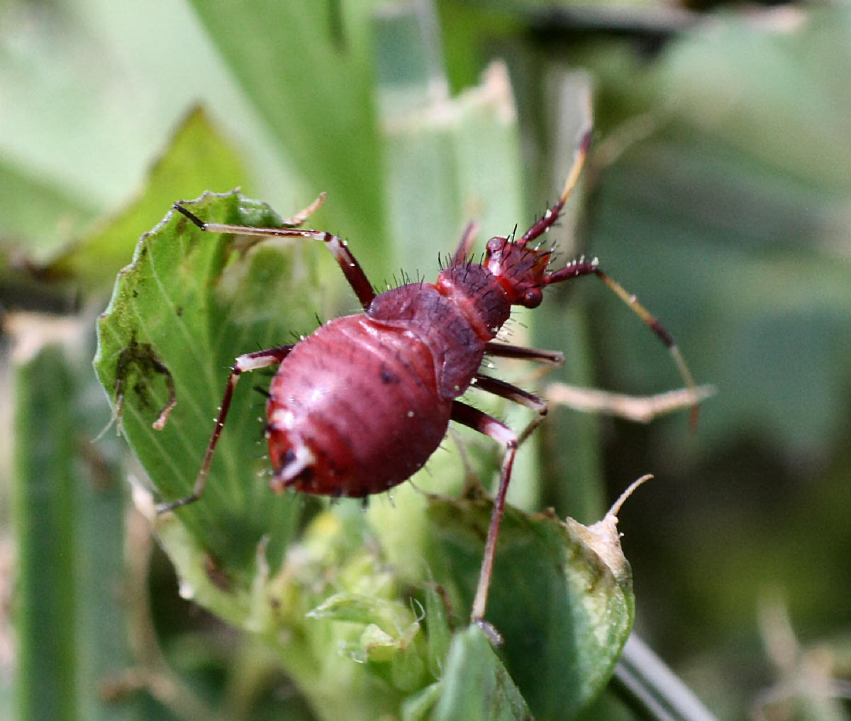 Miridae: Deraeocoris ruber (ninfe)  della Lombardia (MB)